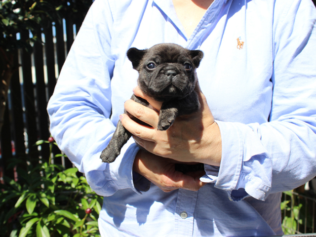 170320BRM-01コロコロで小熊のように可愛いフレンチブルドッグのタイガーブリンドル男の子です。-1