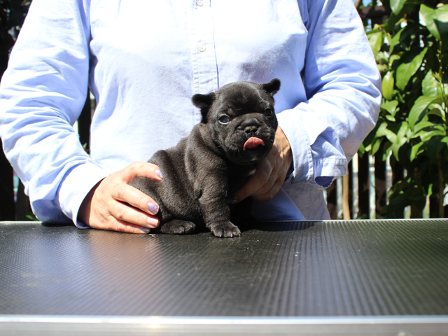 170320BRM-02コロコロで小熊のように可愛いフレンチブルドッグのブリンドル男の子です。-1