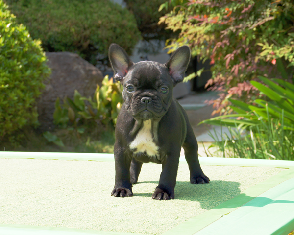 170303BRF-001W　差毛の少ないブラックブリンドルでコンパクトタイプの女の子です。-1