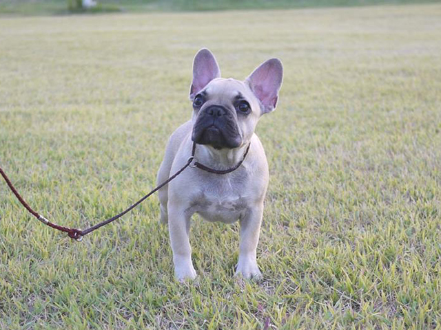 170208FWF-01W可愛いお顔でコンパクトタイプのフレンチブルドッグ女の子です。-1