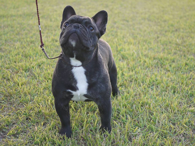 161021BRM-01W可愛いお顔でコンパクトタイプのフレンチブルドッグブリンドル男の子です。-1