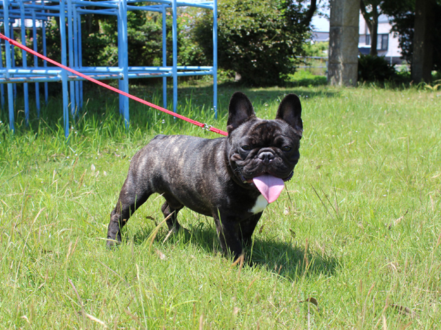 160826BRM-01W頭部が大きく甘い顔で骨量あるボディーのフレンチブルドッグ男の子です。-1