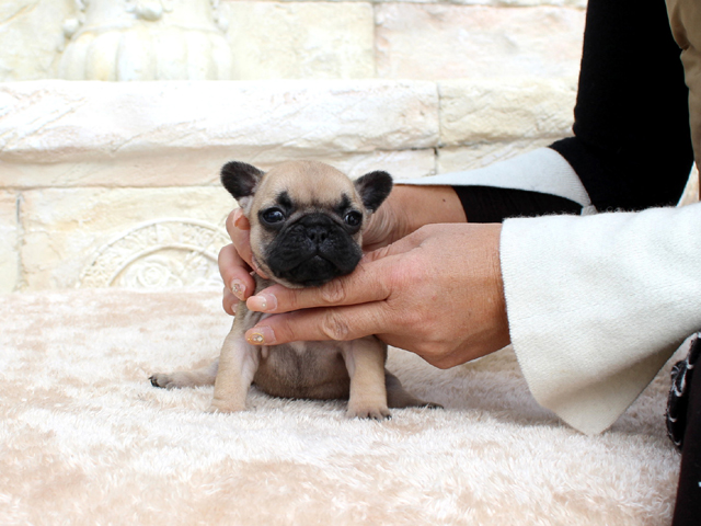 171030FWF-01将来的に小ぶりに収まりそうな可愛いフレンチブルドッグのフォーン女の子です。-1