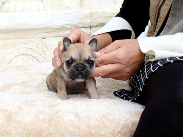 171030FWF-02将来的に小ぶりに収まりそうな可愛いフレンチブルドッグのフォーン女の子です。-1