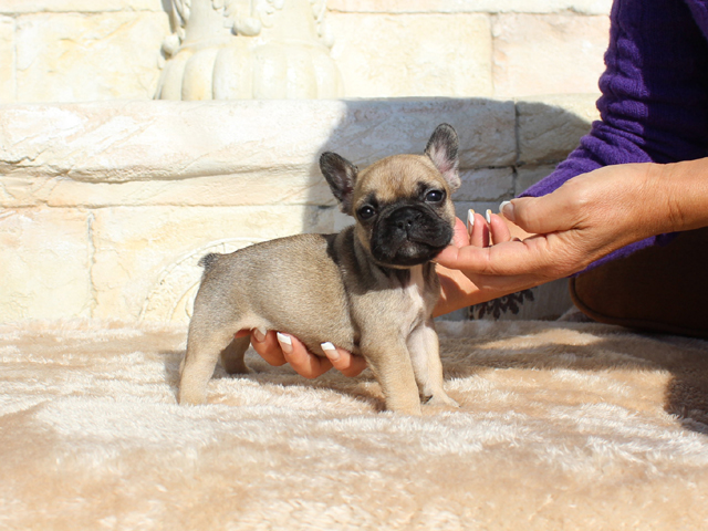 171115FWF-01将来的に小ぶりに収まりそうな可愛いフレンチブルドッグのフォーン女の子です。-1