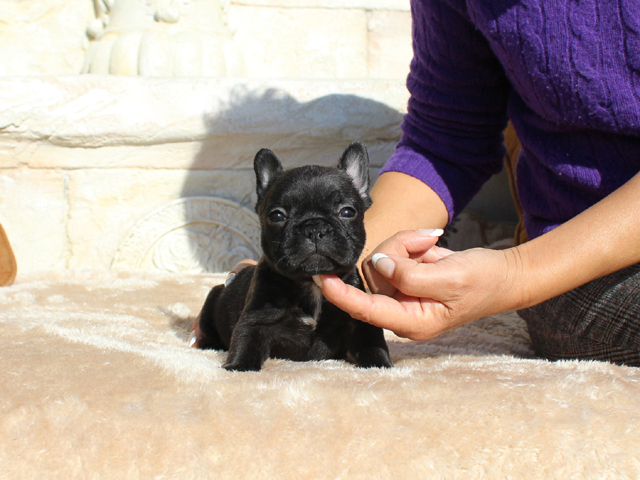 171115BRM-02将来的に小ぶりに収まりそうな可愛いフレンチブルドッグのブリンドル男の子です。-1