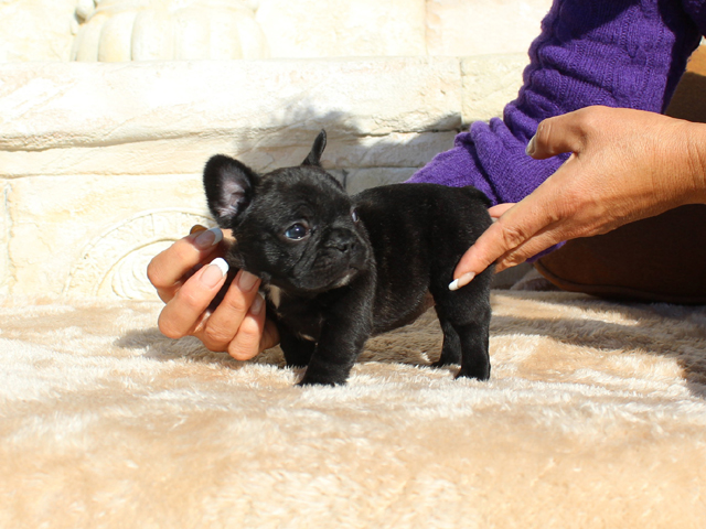171115BRM-01将来的に小ぶりに収まりそうな可愛いフレンチブルドッグのブリンドル男の子です。-1