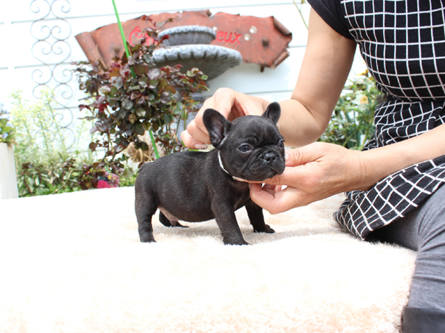 170226BRM-01ぷくぷくコロコロで可愛いお顔をしたフレンチブルドッグのブリンドル男の子です。-1