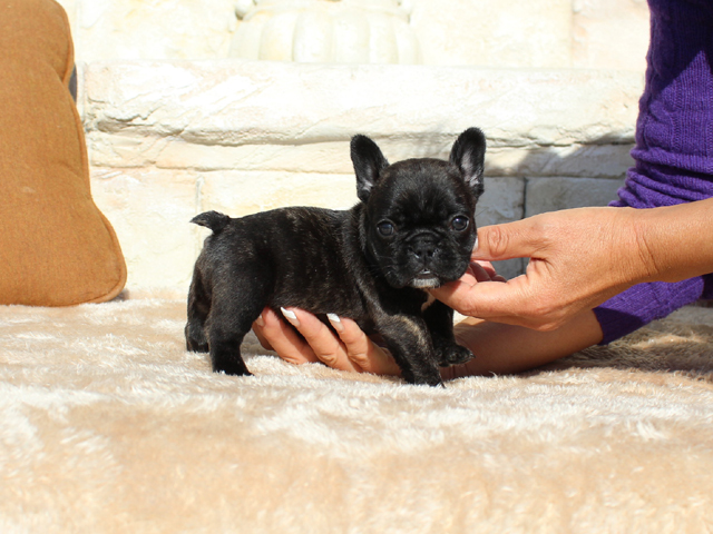 171116BRF-001女の子らしい可愛いお顔でボディーバランスの良いフレンチブルドッグの女の子です。-1