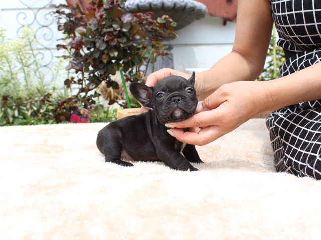 170226BRM-02ぷくぷくコロコロで可愛いお顔をしたフレンチブルドッグのブリンドル男の子です。-1