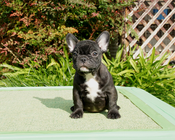 171010BRM-01優しいお顔でバランスの綺麗なフレンチブルドッグのブリンドル男の子です。-1