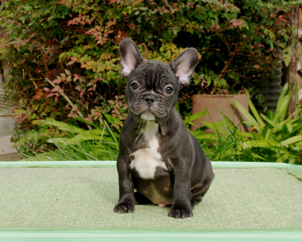 171010BRM-02優しいお顔でバランスの綺麗なフレンチブルドッグのブリンドル男の子です。-1