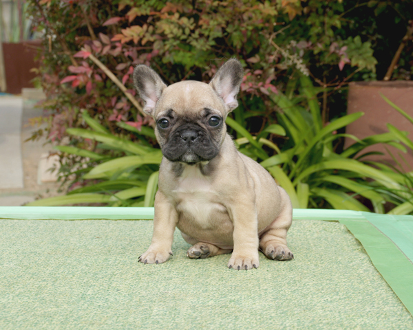 171102FWF-01ぷくぷくコロコロで可愛いお顔をしたフレンチブルドッグのフォーン女の子です。-1