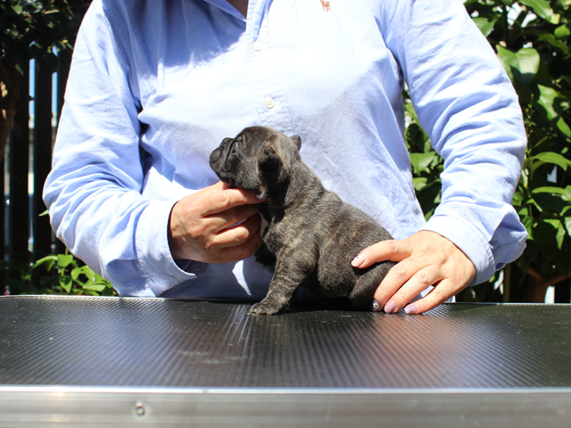 170320BRM-01コロコロで小熊のように可愛いフレンチブルドッグのタイガーブリンドル男の子です。-2