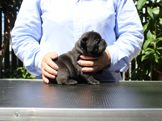 170320BRM-02コロコロで小熊のように可愛いフレンチブルドッグのブリンドル男の子です。-2