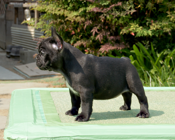 170303BRF-001W　差毛の少ないブラックブリンドルでコンパクトタイプの女の子です。-2