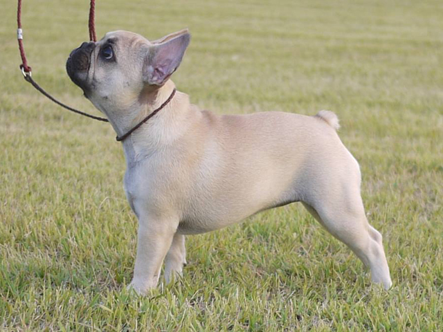 170208FWF-01W可愛いお顔でコンパクトタイプのフレンチブルドッグ女の子です。-2