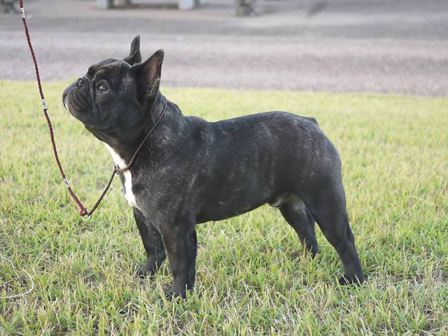 161021BRM-01W可愛いお顔でコンパクトタイプのフレンチブルドッグブリンドル男の子です。-2