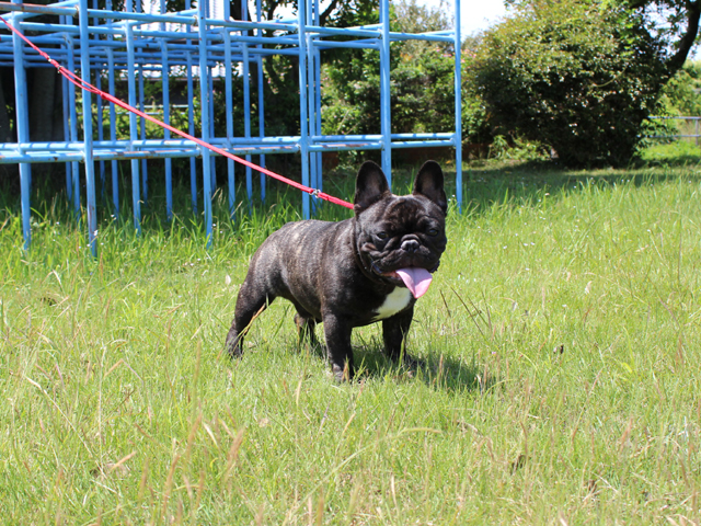 160826BRM-01W頭部が大きく甘い顔で骨量あるボディーのフレンチブルドッグ男の子です。-2