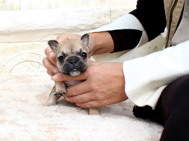 171030FWF-02将来的に小ぶりに収まりそうな可愛いフレンチブルドッグのフォーン女の子です。-2