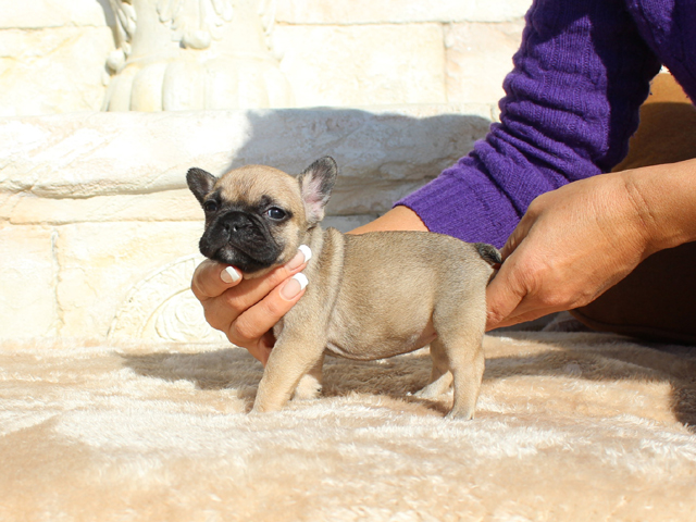 171115FWF-01将来的に小ぶりに収まりそうな可愛いフレンチブルドッグのフォーン女の子です。-2