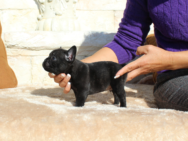171115BRM-02将来的に小ぶりに収まりそうな可愛いフレンチブルドッグのブリンドル男の子です。-2