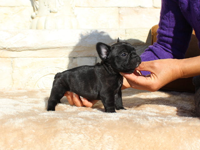 171115BRM-01将来的に小ぶりに収まりそうな可愛いフレンチブルドッグのブリンドル男の子です。-2