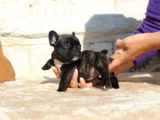 171116BRF-001女の子らしい可愛いお顔でボディーバランスの良いフレンチブルドッグの女の子です。-2