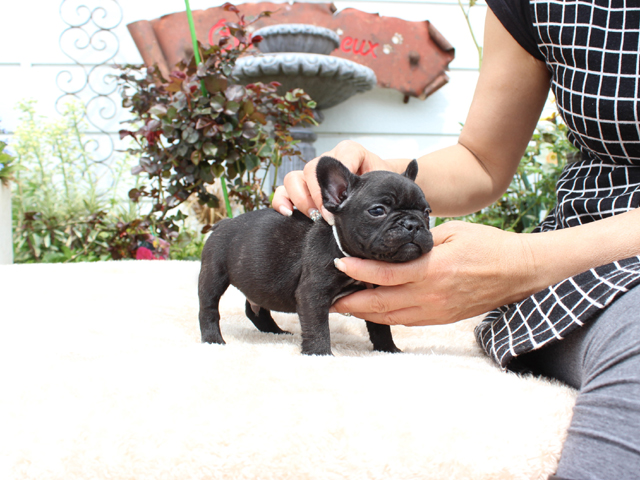 170226BRM-01ぷくぷくコロコロで可愛いお顔をしたフレンチブルドッグのブリンドル男の子です。-2