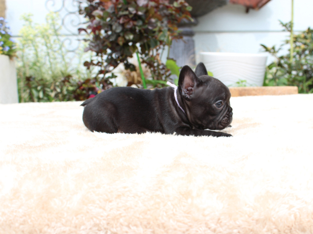 170226BRM-02ぷくぷくコロコロで可愛いお顔をしたフレンチブルドッグのブリンドル男の子です。-2