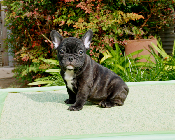 171010BRM-01優しいお顔でバランスの綺麗なフレンチブルドッグのブリンドル男の子です。-2