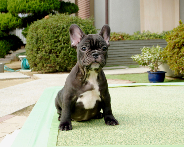 171010BRM-02優しいお顔でバランスの綺麗なフレンチブルドッグのブリンドル男の子です。-2