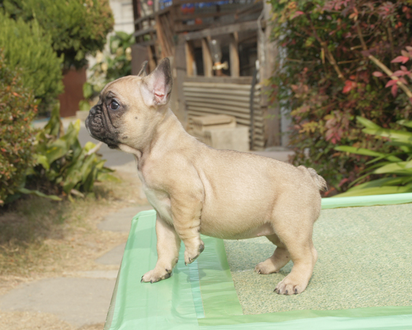 171102FWF-01ぷくぷくコロコロで可愛いお顔をしたフレンチブルドッグのフォーン女の子です。-2