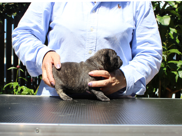 170320BRM-01コロコロで小熊のように可愛いフレンチブルドッグのタイガーブリンドル男の子です。-3