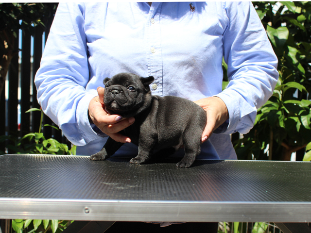 170320BRM-02コロコロで小熊のように可愛いフレンチブルドッグのブリンドル男の子です。-3