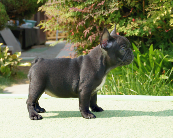 170303BRF-001W　差毛の少ないブラックブリンドルでコンパクトタイプの女の子です。-3