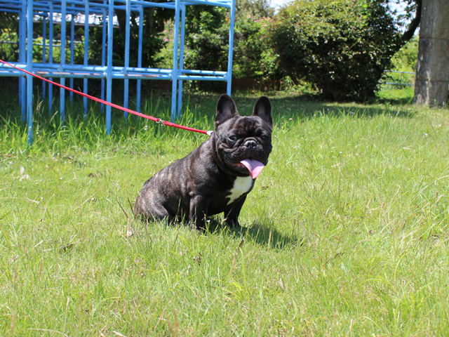 160826BRM-01W頭部が大きく甘い顔で骨量あるボディーのフレンチブルドッグ男の子です。-3