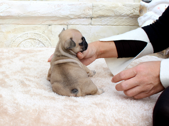 171030FWF-01将来的に小ぶりに収まりそうな可愛いフレンチブルドッグのフォーン女の子です。-3