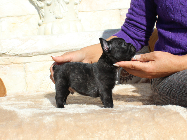 171115BRM-02将来的に小ぶりに収まりそうな可愛いフレンチブルドッグのブリンドル男の子です。-3