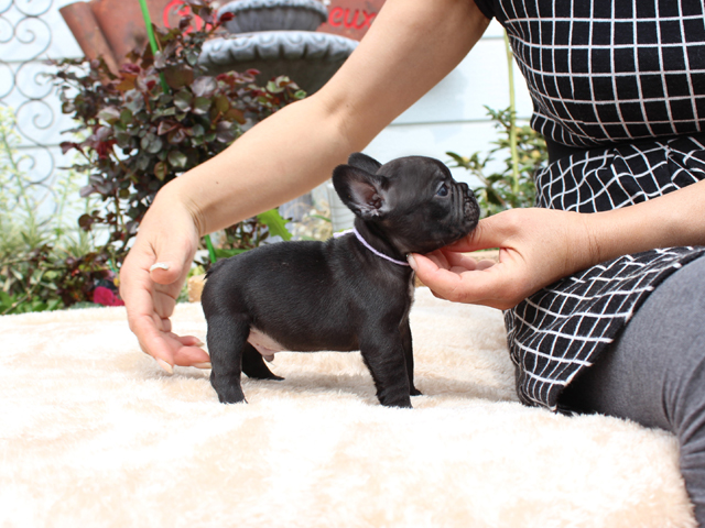 170226BRM-02ぷくぷくコロコロで可愛いお顔をしたフレンチブルドッグのブリンドル男の子です。-3