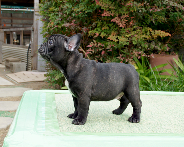 171010BRM-01優しいお顔でバランスの綺麗なフレンチブルドッグのブリンドル男の子です。-3