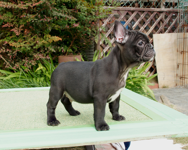 171010BRM-02優しいお顔でバランスの綺麗なフレンチブルドッグのブリンドル男の子です。-3