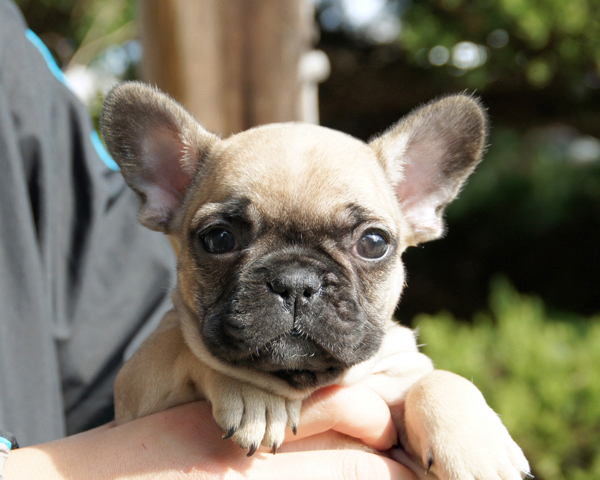 171102FWF-01ぷくぷくコロコロで可愛いお顔をしたフレンチブルドッグのフォーン女の子です。-3