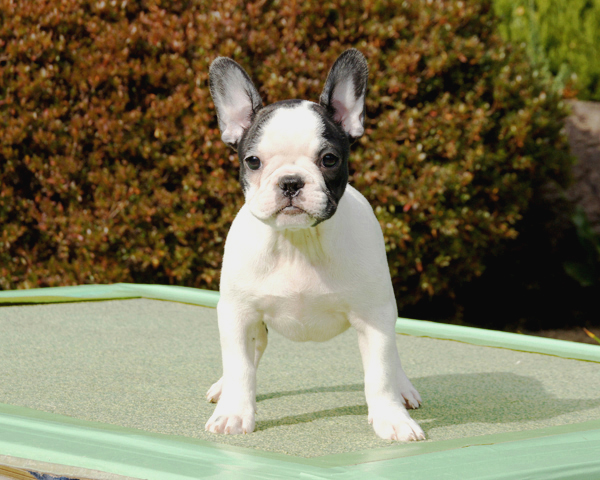 171019PDF-01W可愛いお顔で牛柄模様が愛嬌よく入ったフレンチブルドッグのパイド女の子です。-2