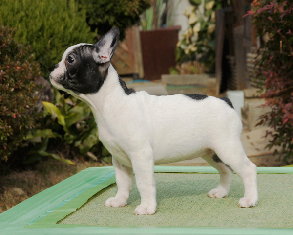 171019PDF-01W可愛いお顔で牛柄模様が愛嬌よく入ったフレンチブルドッグのパイド女の子です。-3