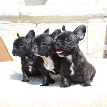 子犬販売で新しいブリンドル・タイガーブリンドル3兄弟の写真を紹介！