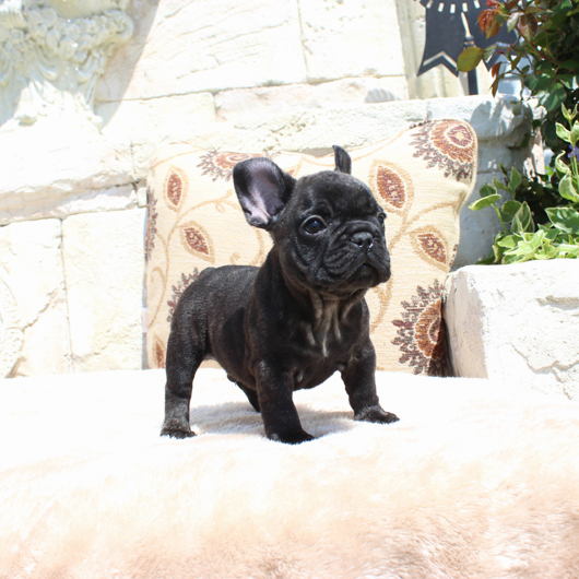 180218BRM-01頭部の大きくなりそうなコロコロボディーのフレンチブルドッグのブリンドル男の子です。-1