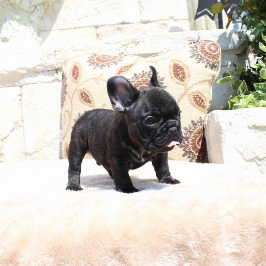 180218BRM-01頭部の大きくなりそうなコロコロボディーのフレンチブルドッグのブリンドル男の子です。-2