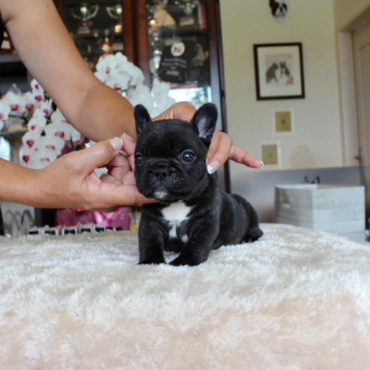 180602BRF-01可愛いお顔をしたアメリカ系コロコロなフレンチブルドッグのブリンドル女の子です。-1