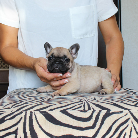 180620FWF-02外産の雰囲気を感じる骨太コロコロボディーのフレンチブルドッグのフォーン女の子です。-2